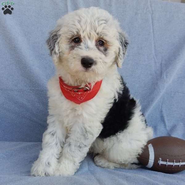 Tommy (medium), Sheepadoodle Puppy